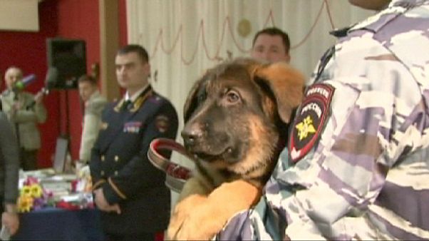 Rússia oferece cão à polícia francesa Rússia oferece cão à polícia francesa
