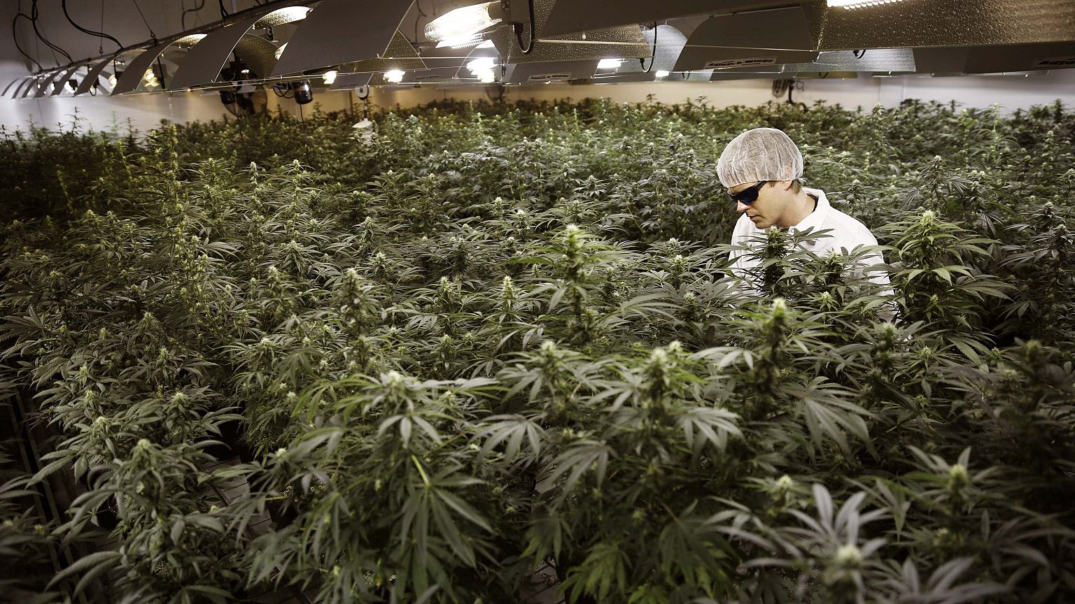 Image: Canada marijuana