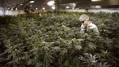 Image: Canada marijuana