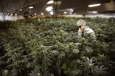 Master Grower Ryan Douglas waters marijuana plants in a growing room at Tweed Marijuana Inc in Smith\'s Falls, Ontario, February 20, 2014.
