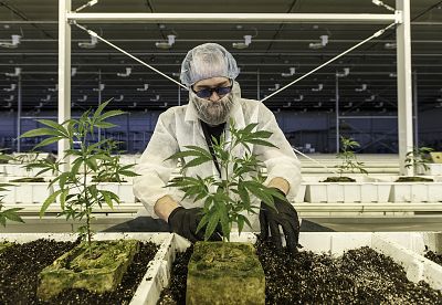 An employee tends to marijuana plants at the Aurora Cannabis Inc. facility in Edmonton, Alberta, Canada on March 6, 2018.