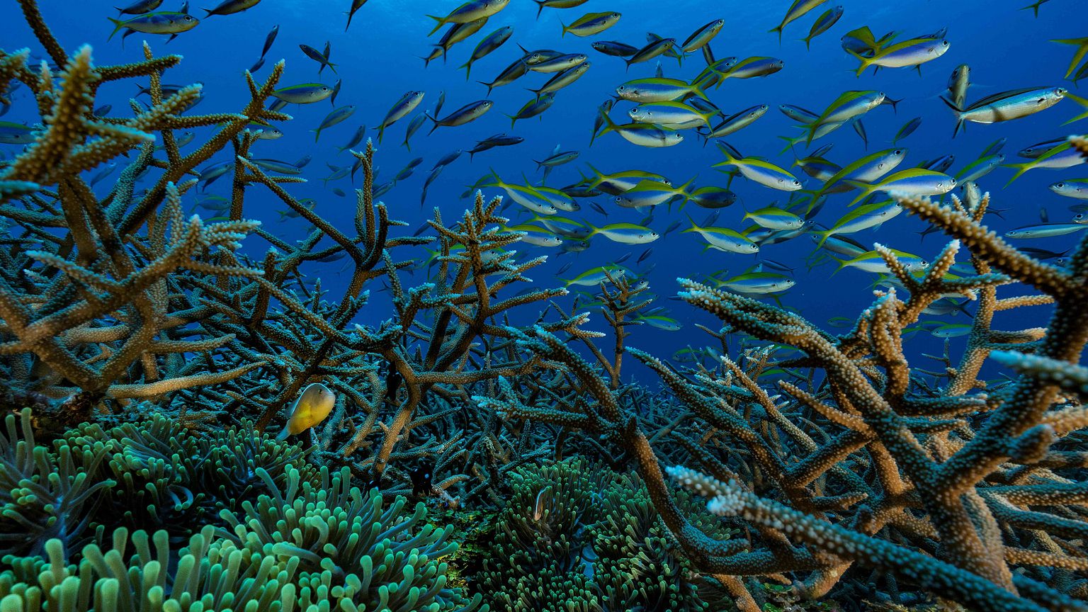 Image: Coral Reef Ocean CLownfish