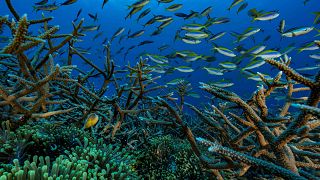 Image: Coral Reef Ocean CLownfish