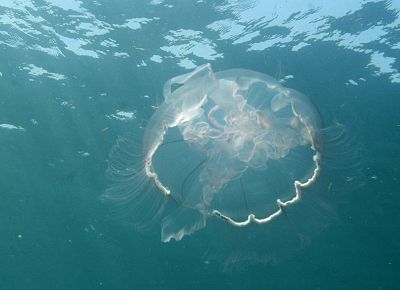 A moon jellyfish.