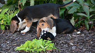 Puppy love: the medically-marvellous mutts