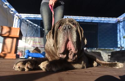 World\'s Ugliest Dog, 2017: Martha, a Neapolitan Mastiff, stopped by the 2018 contest to hand over her crown.
