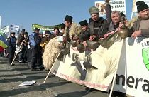 Románia: a pásztorok nem örvendenek