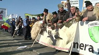 Romanya'da çobanlar sokaklara döküldü