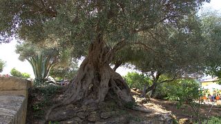 Lybie: Pleins feux sur l'Olive à Tripoli.