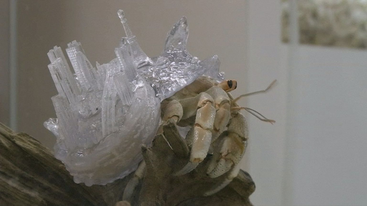 Caparazones 3D para cangrejos ermitaños de la artista Aki Inomata