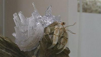 A hermit's life: Tokyo artist creates bespoke shells for living crabs