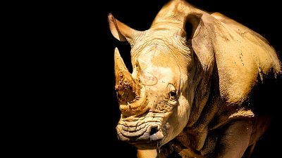 Afrique du Sud: un rhinocéros très convoité