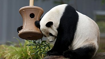 DC zoo's newest giant panda cub makes media debut