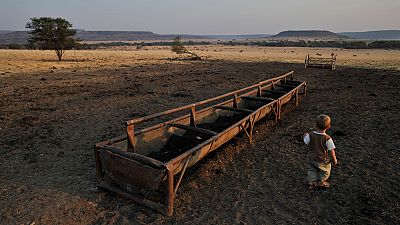 Drought throttling SA food security