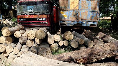 Senegal losing battle against illegal loggers as desert advances
