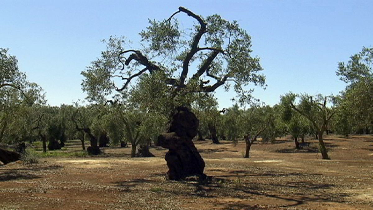Italy defies the EU and halts a cull of olive trees