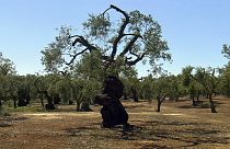 Italia: batterio degli ulivi, sequestrati gli alberi "abbattimenti non servono"