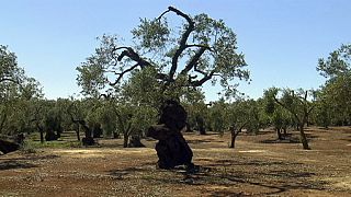 Autoridades italianas param abate de oliveiras