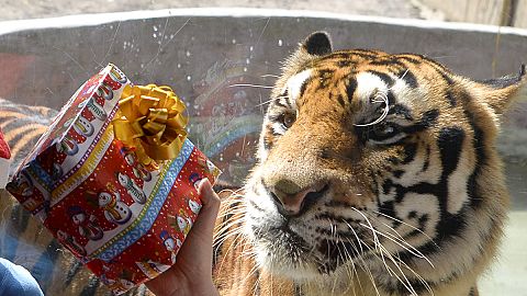 Navidad en el zoo