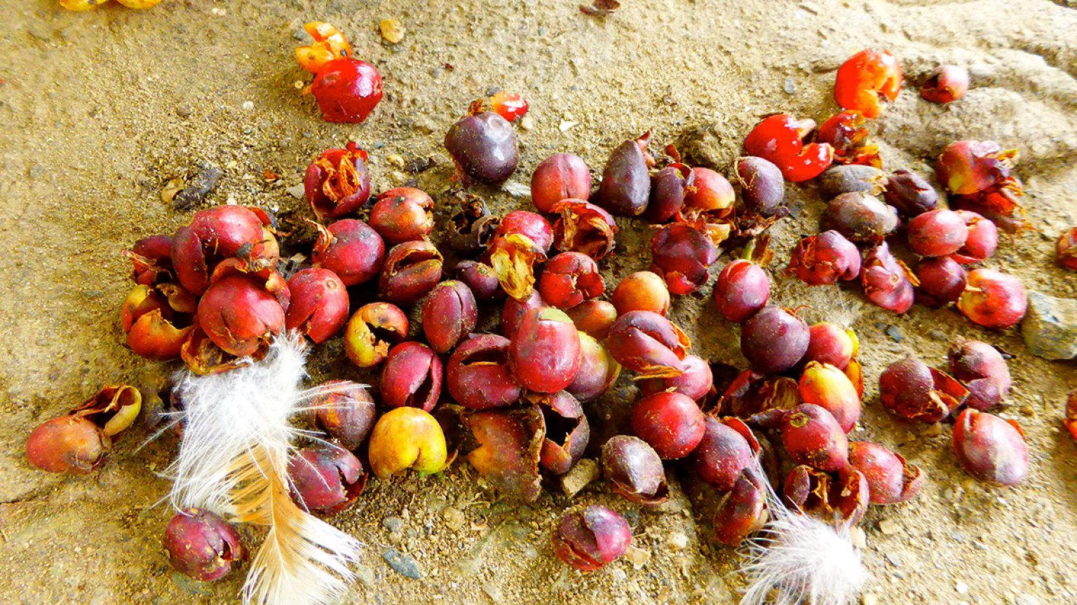 The struggle to keep Colombia's coffee revenue flowing
