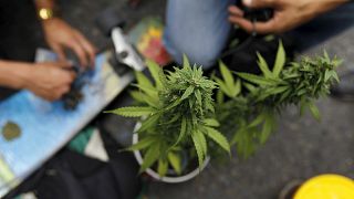 La Colombie légalise le cannabis à des fins médicales