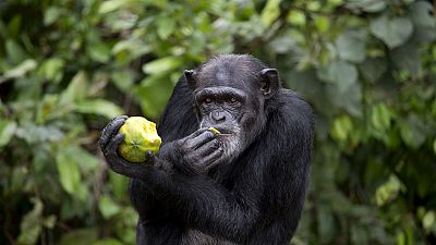 The tragic story of Liberia's research Chimpanzees