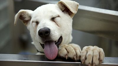 بهشت پنج ستاره سگ ها در کیپ تاون