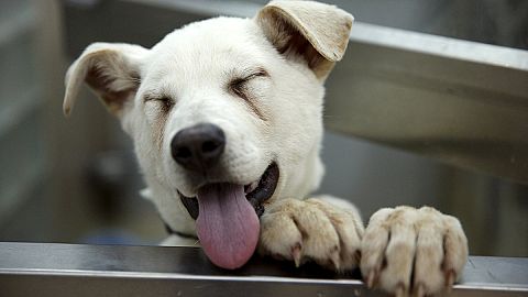 Un hotel de cinco estrellas para perros