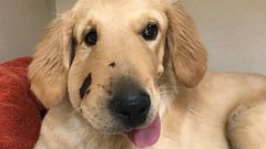 Woman's Dog Saves Her from Rattlesnake