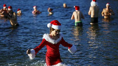 Karácsonykor úsznak a berlini fókák