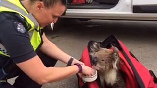 Koala rescued from Australian bushfire