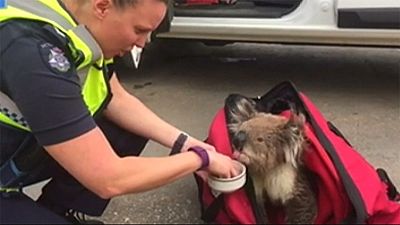 Rescuers nurse cute koala after bushfires hit southern Australia