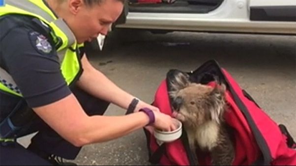 Australia, soccorritori nutrono un koala dopo gli incendi boschivi Australia, soccorritori nutrono un koala dopo gli incendi boschivi