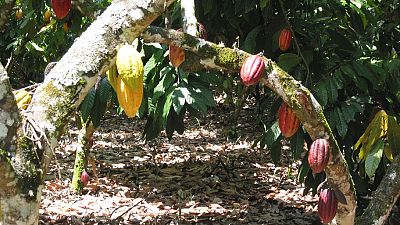 Cocoa aids in biodiversity in Ecuador