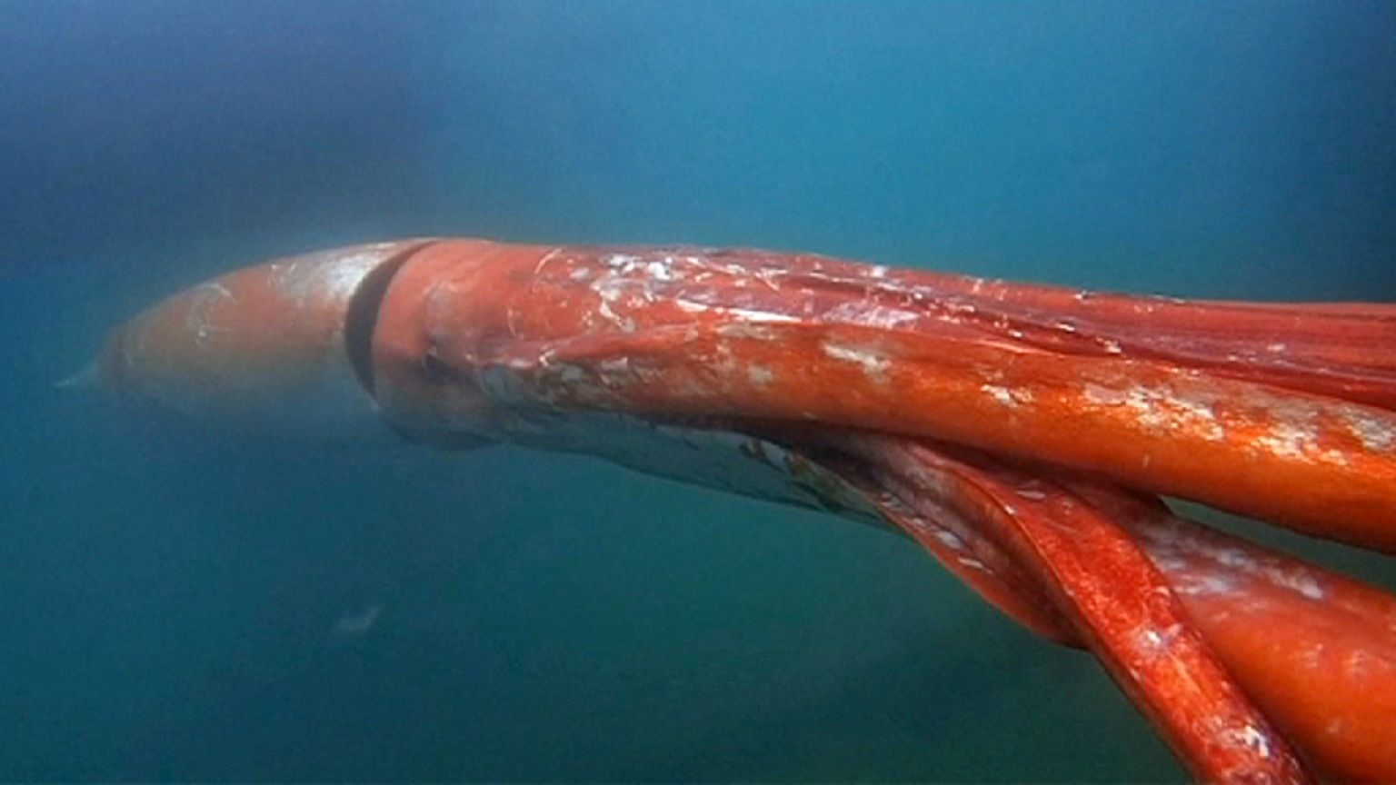 Un calamar gigante grabado en la bahía de Tokio