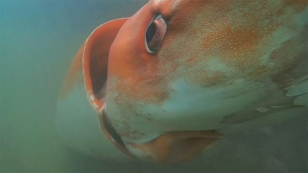 Video. Giant squid spotted off Japan's coastline | Euronews