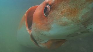 Japonya sahilinde dev mürekkep balığı