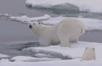 El Nino réchauffe le Pôle nord