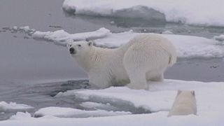 Polo Norte com inverno suave