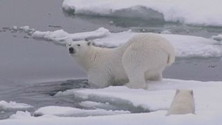 Теплый арктический декабрь: на Северном полюсе чуть меньше 0