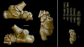 Image: Foot of an Australopithecus afarensis toddler