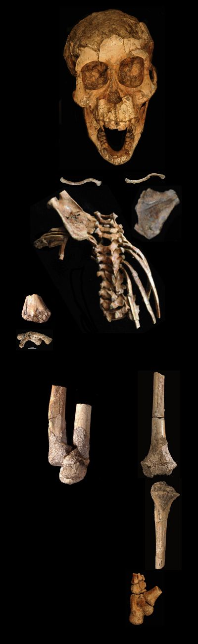 A partial skeleton of a 3.32 million-year-old fossil of an Australopithecus afarensis child.