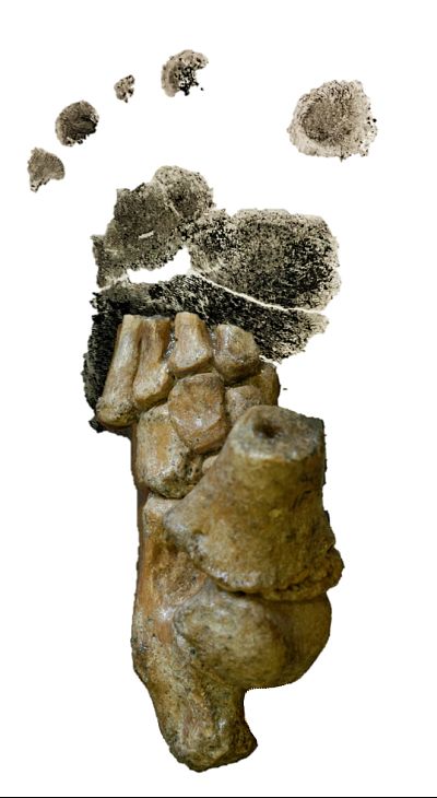 A 3.32 million-year-old Australopithecus afarensis foot from Dikika, Ethiopia, superimposed over researcher Jeremy DeSilva\'s toddler\'s footprint.