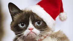 #Kater ist Tier des Tages