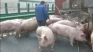 Pigs on the run