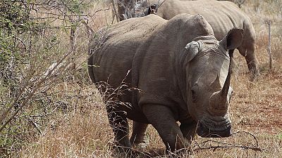 'Instant Detect' camera to help fight poaching