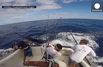 Fisherman narrowly avoids being impaled by huge marlin