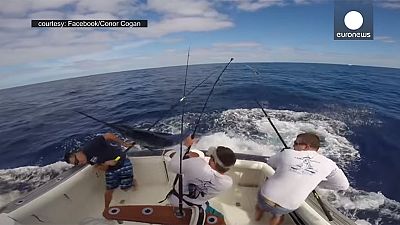 Fisherman narrowly avoids being impaled by huge marlin