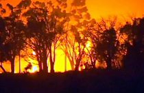 Australian wildfires wipe out 95 homes