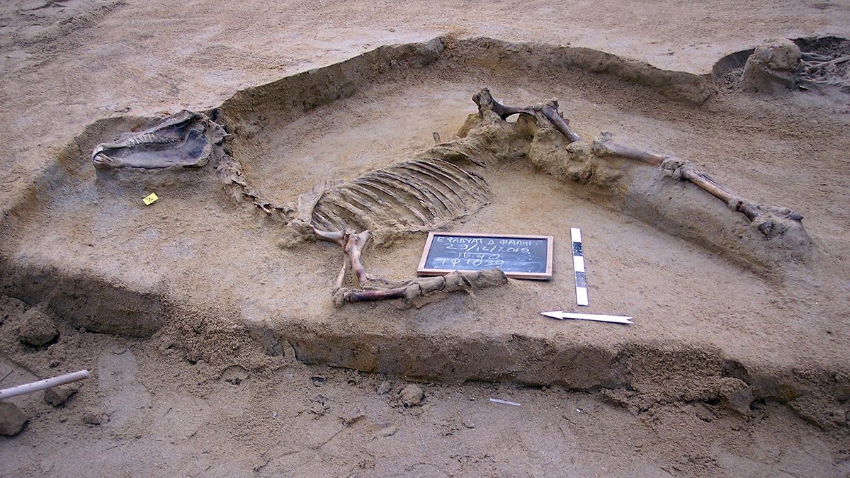 Τάφο με οστά αλόγου και ανθρώπων ανακάλυψε η αρχαιολογική σκαπάνη στο Φαληρικό Δέλτα